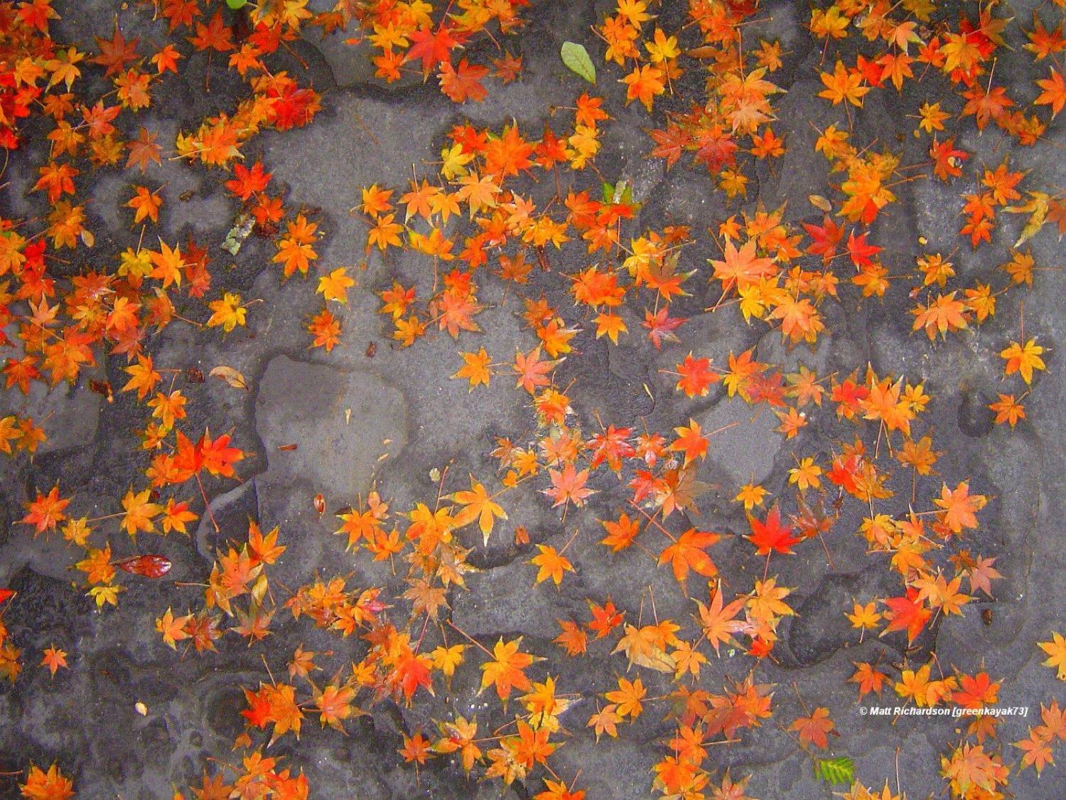 FallLeavesFlicker