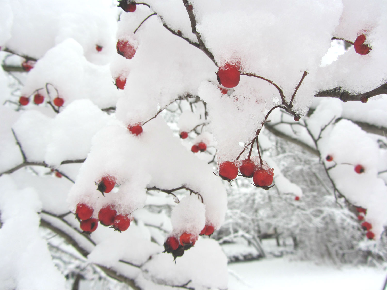 Snow by Rachel Kramer